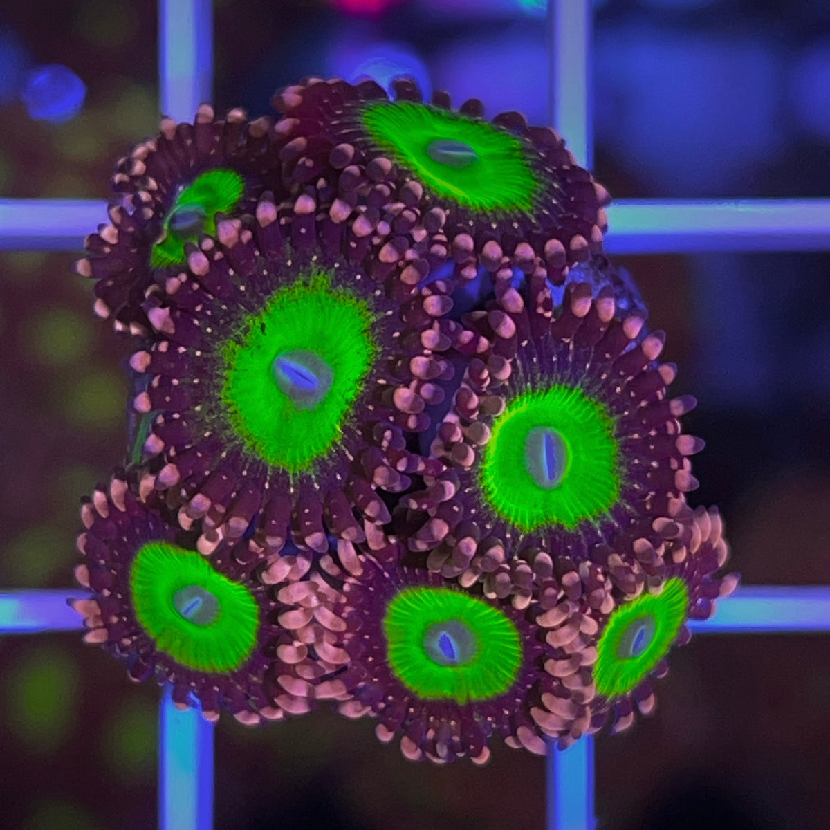 LCH Chucky's X Zoas coral at Lazy's Coral House