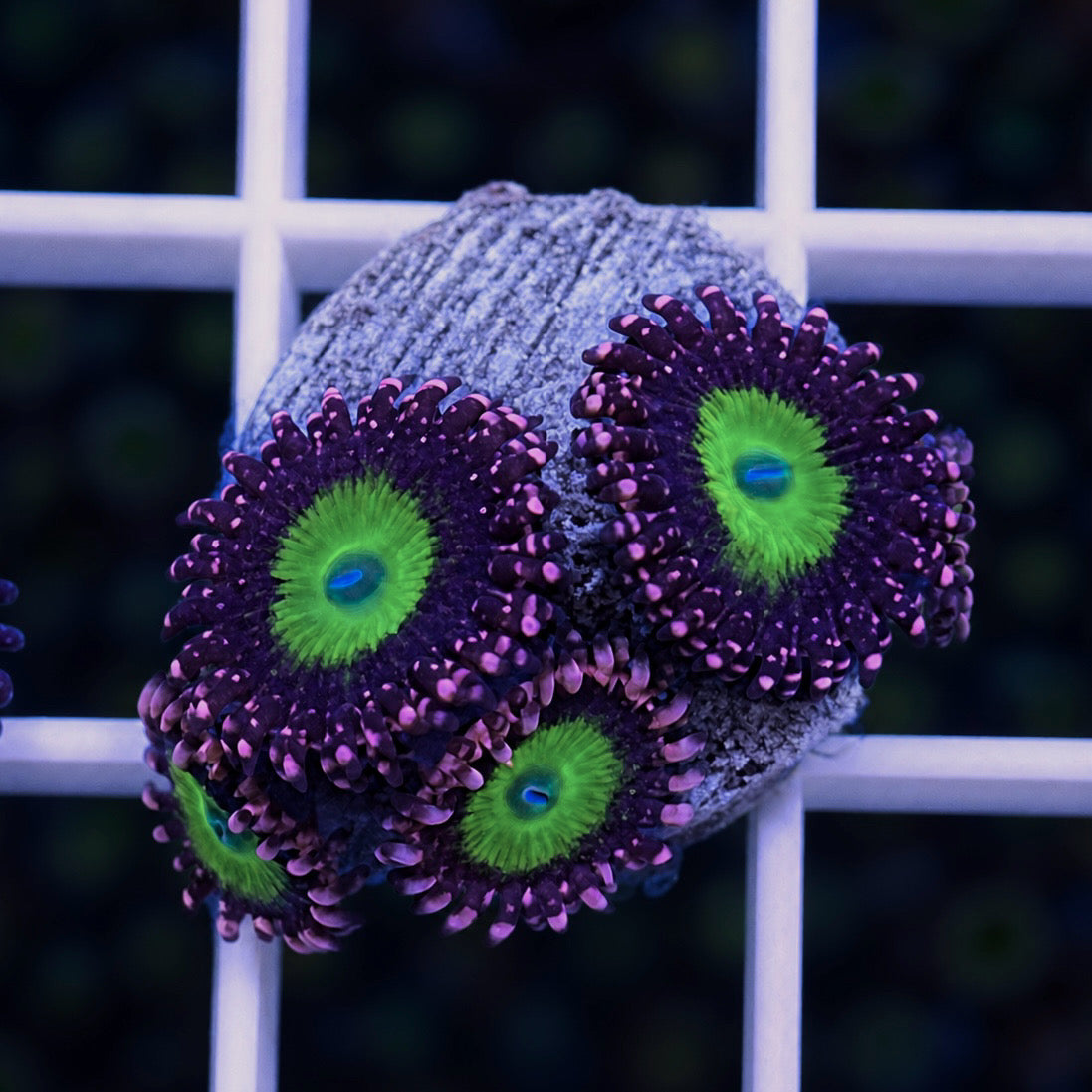 LCH Chucky's X Zoas - WYSIWYG coral at Lazy's Coral House