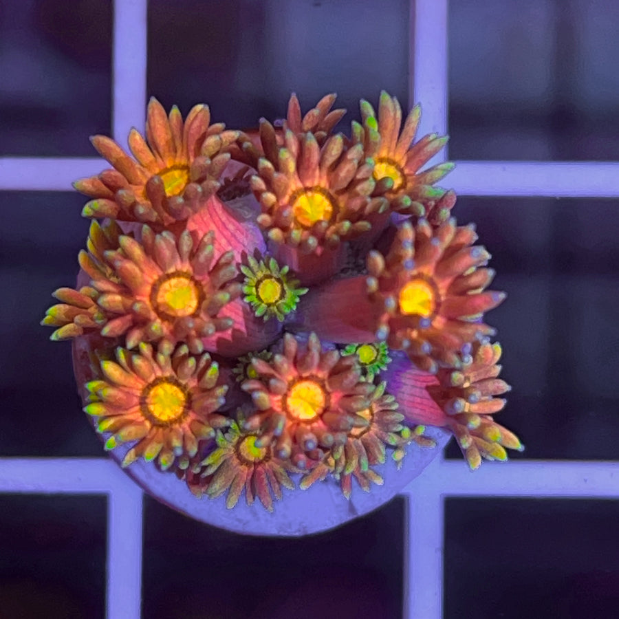 LCH Cosmic Goniopora coral at Lazy's Coral House