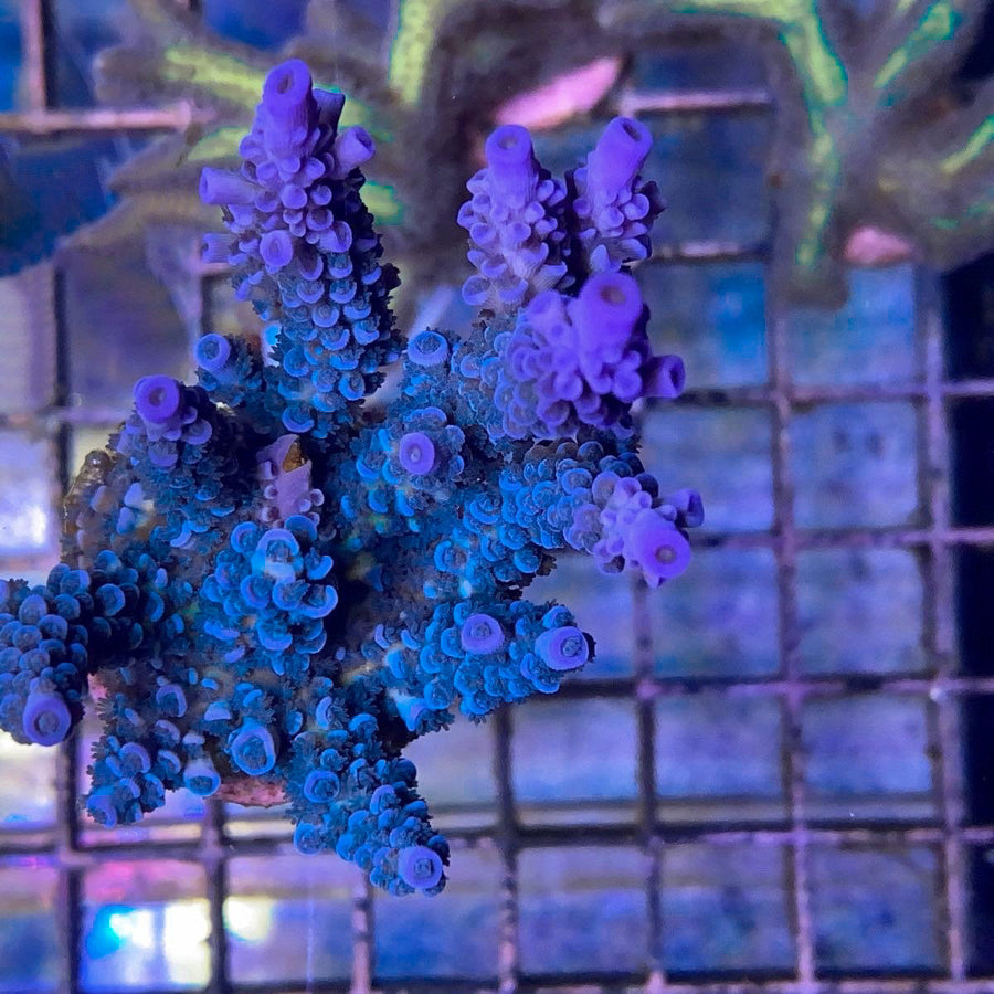 LCH Day Dreamer Acropora coral at Lazy's Coral House