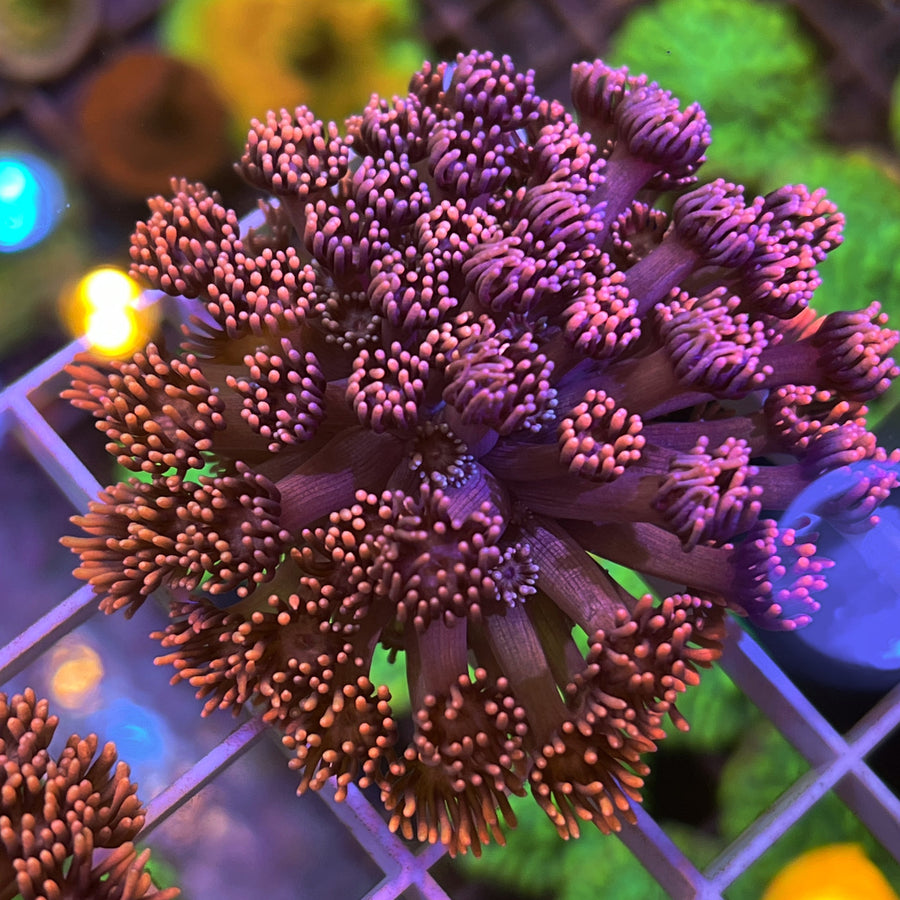 LCH Dirty Diana Goniopora coral at Lazy's Coral House