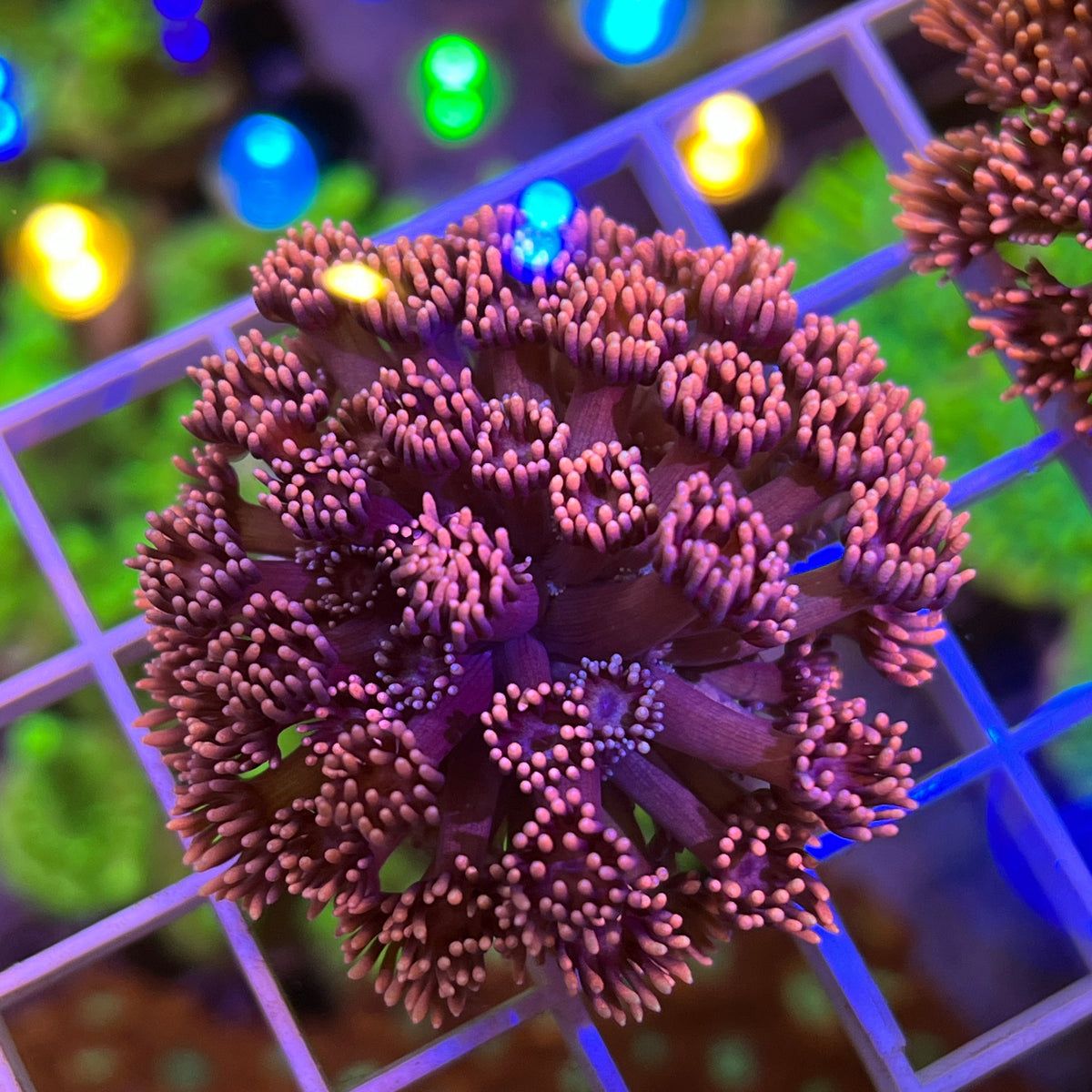 LCH Dirty Diana Goniopora coral at Lazy's Coral House