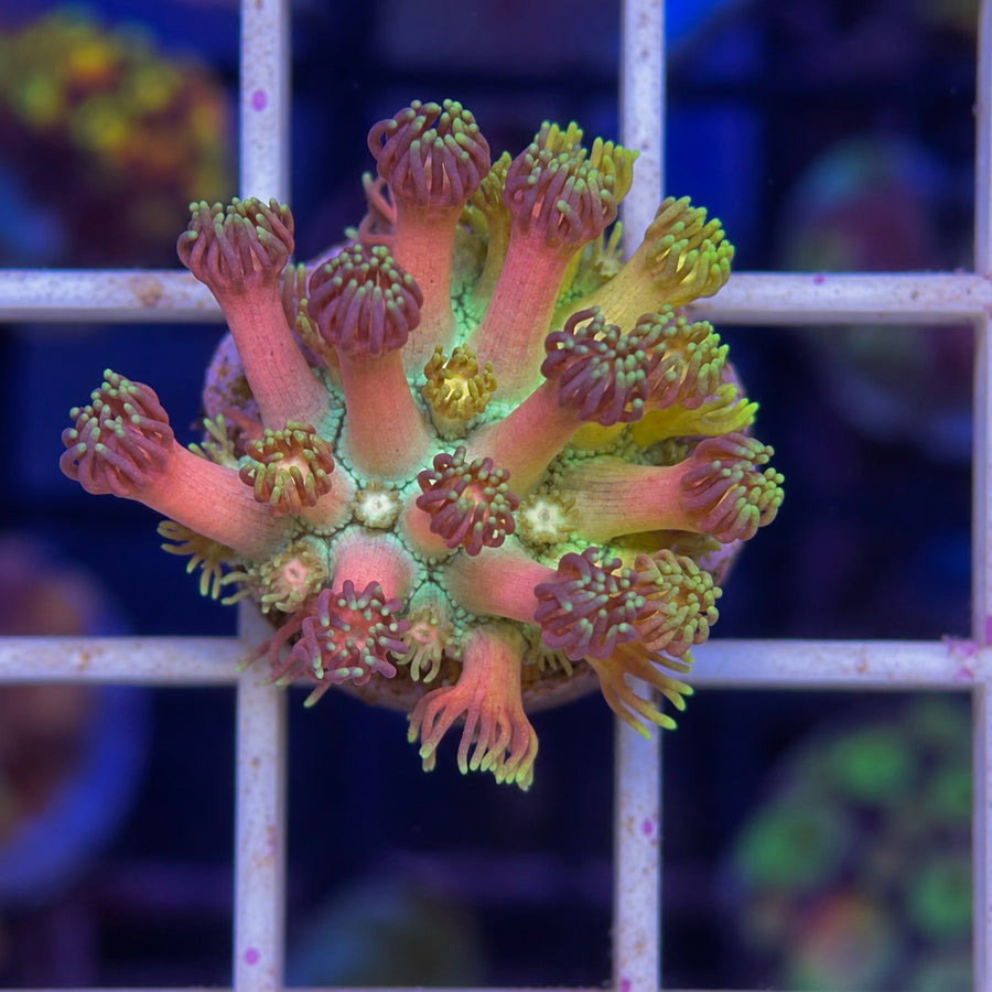 LCH Fairy Floss Goniopora coral at Lazy's Coral House