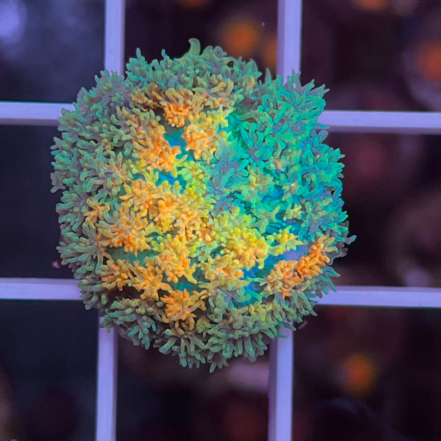LCH Firefly Magic Carpet Mushroom coral at Lazy's Coral House