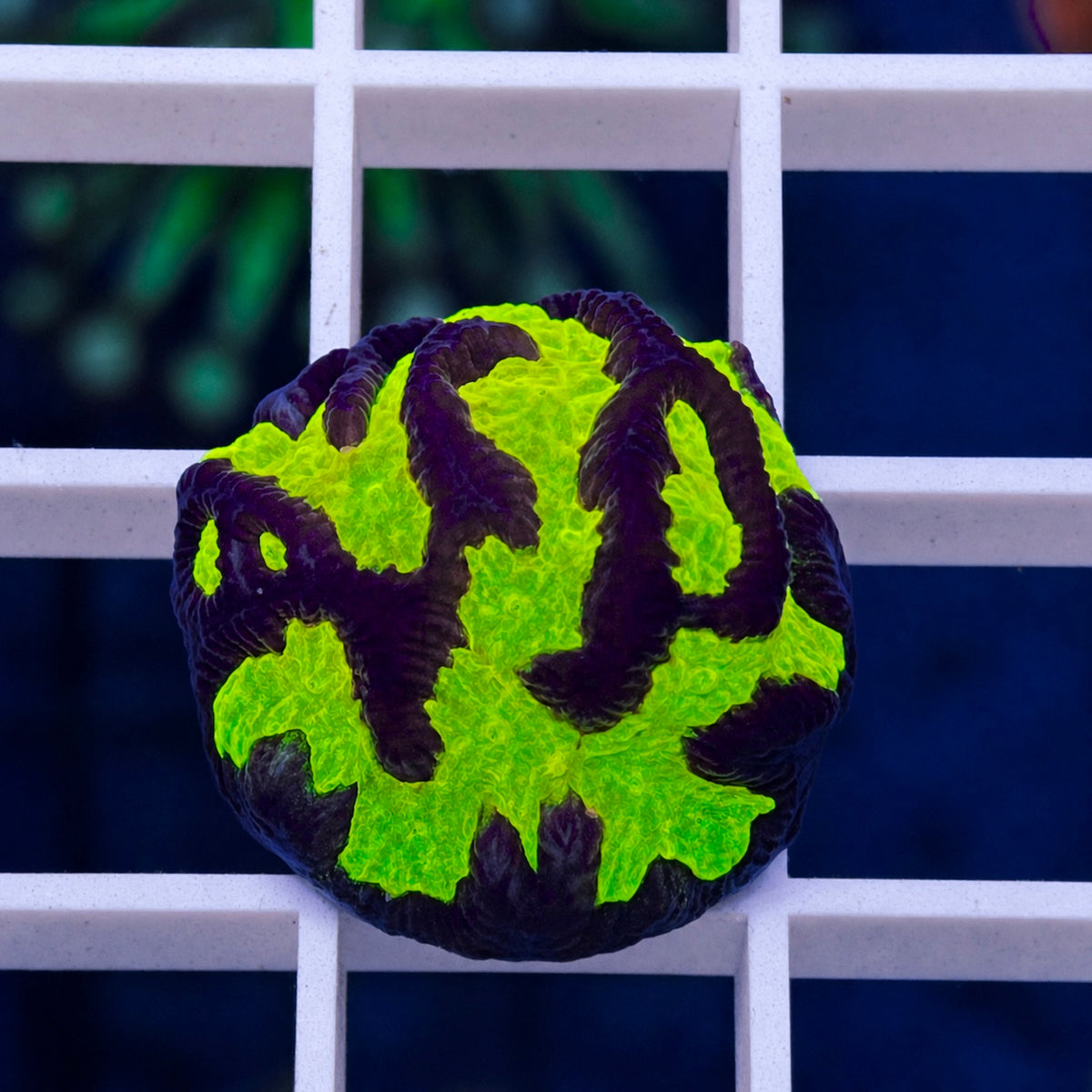 LCH Firestorm Maze Brain - WYSIWYG coral at Lazy's Coral House.