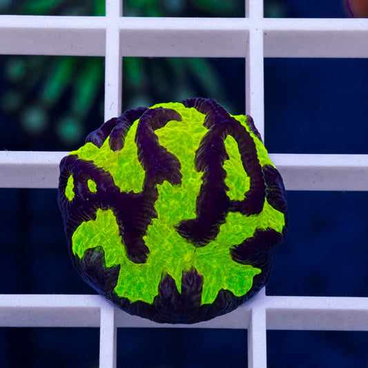LCH Firestorm Maze Brain - WYSIWYG coral at Lazy's Coral House.