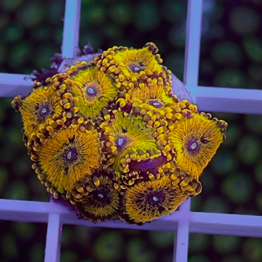 LCH Golden Girls Zoas coral at Lazy's Coral House