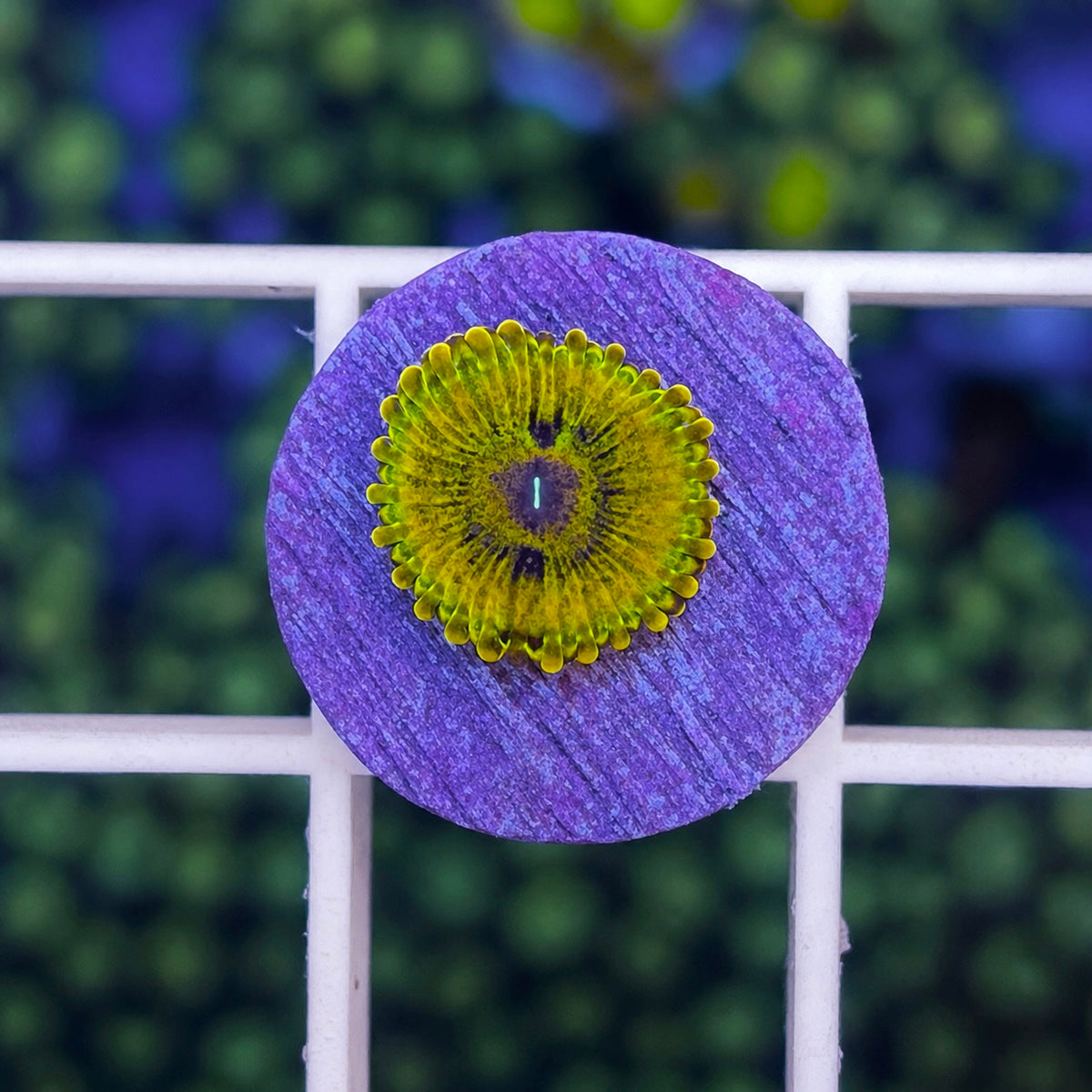 LCH Golden Girls Zoas - WYSIWYG coral at Lazy's Coral House.