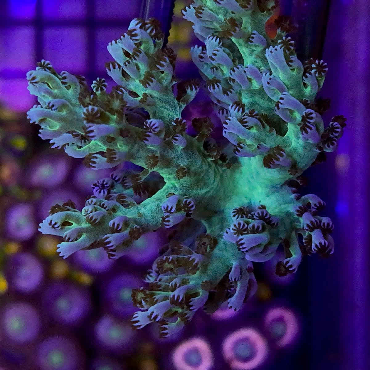 LCH Green Kenya Tree Coral at Lazy's Coral House