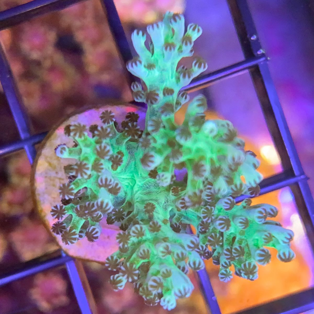 LCH Green Kenya Tree Coral at Lazy's Coral House