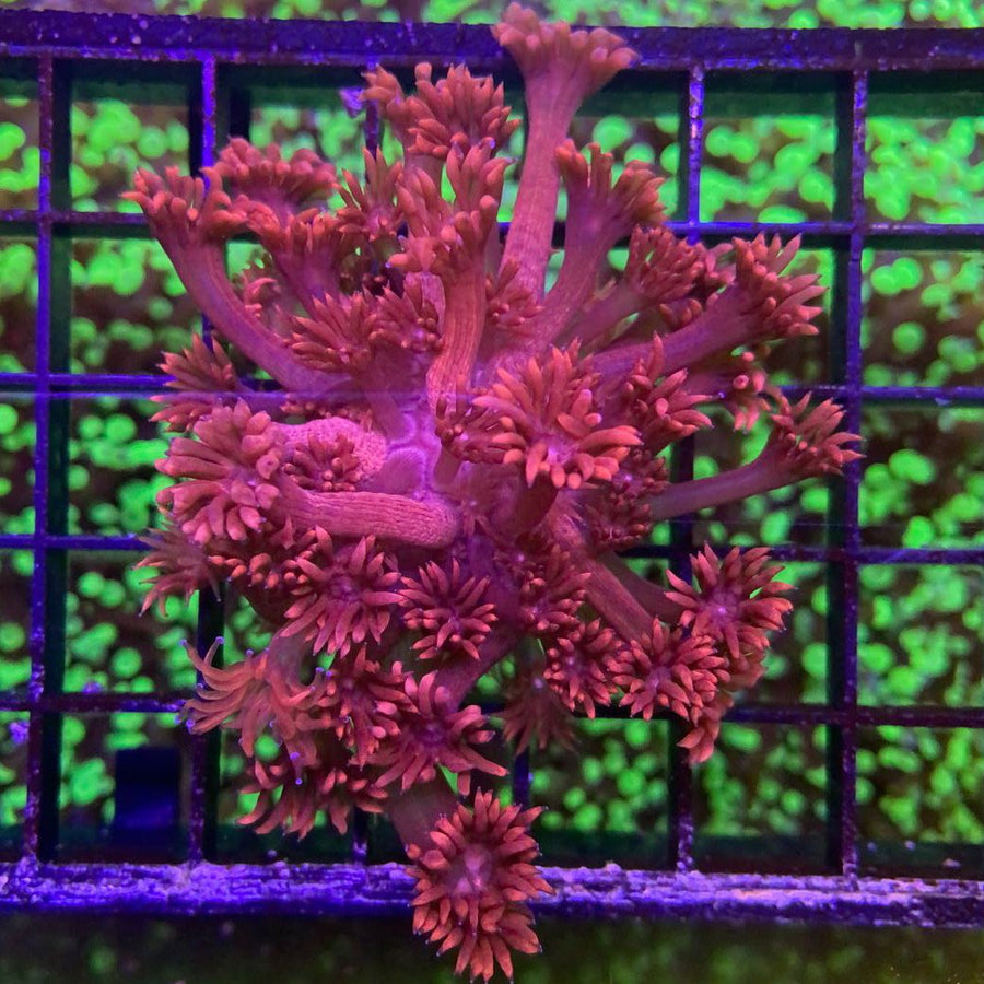 LCH Maroon 5 Goniopora coral at Lazy's Coral House