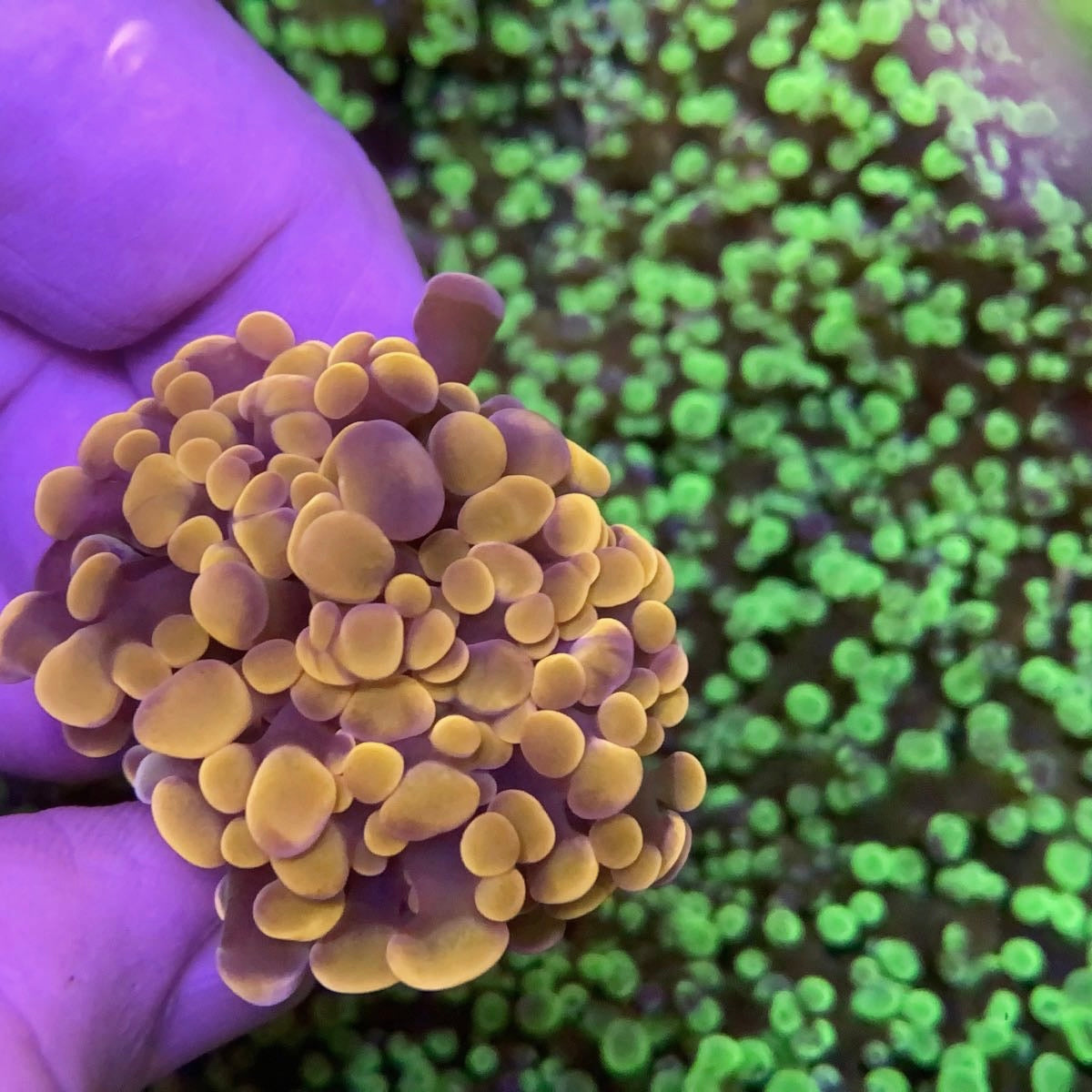 LCH Orange Branching Frammer coral at Lazy's Coral House