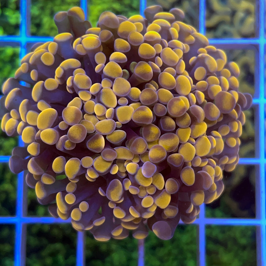LCH Orange Branching Frammer coral at Lazy's Coral House