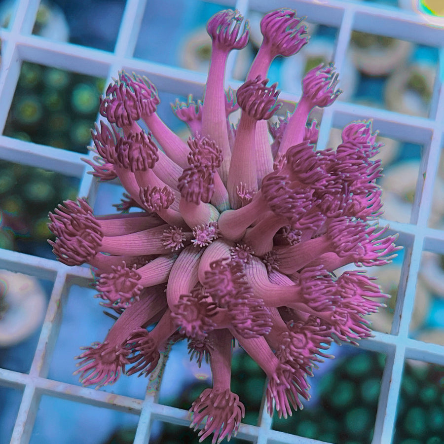LCH Pinky Promise Goniopora coral at Lazy's Coral House