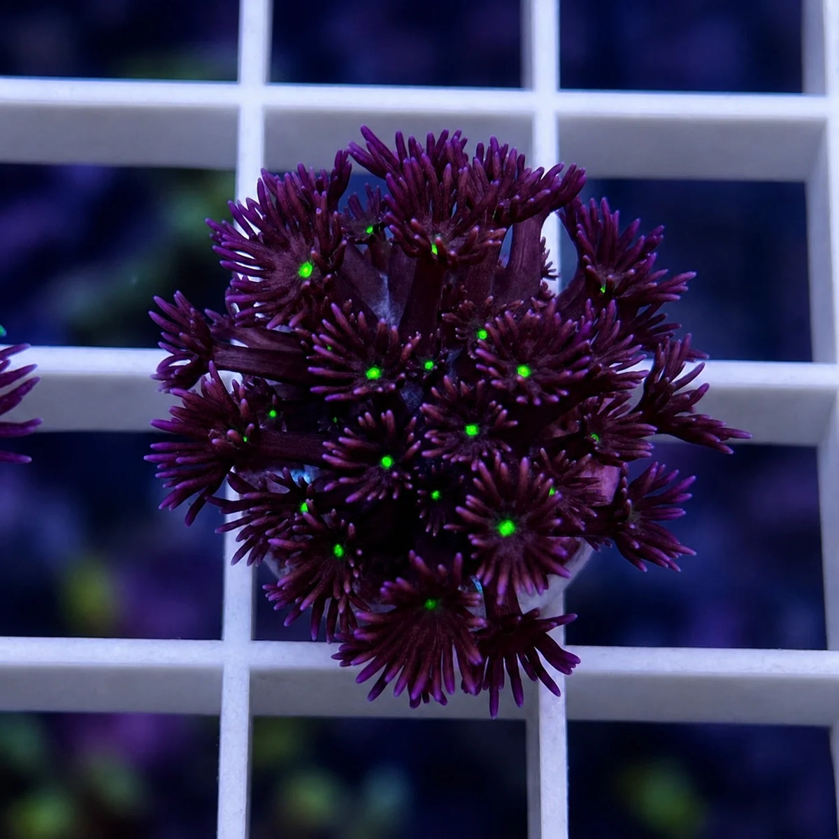 LCH Plumb Crazy Goniopora coral at Lazy's Coral House