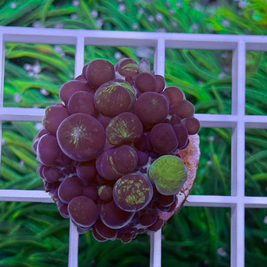 LCH Purple Bounce House Mushroom coral at Lazy's Coral House