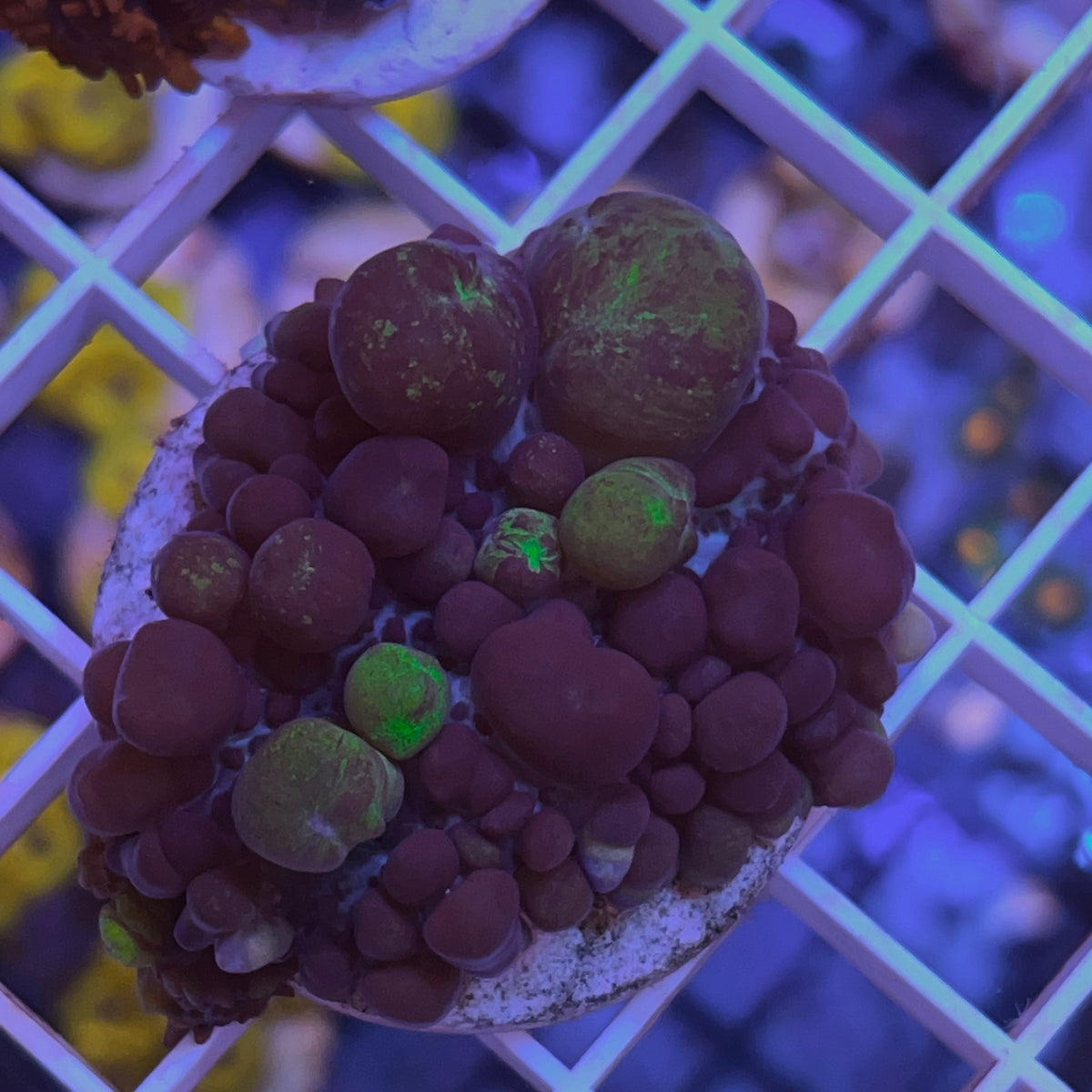 LCH Purple Bounce House Mushroom coral at Lazy's Coral House