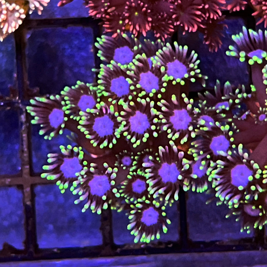 LCH Purple Orchid Goniopora coral at Lazy's Coral House