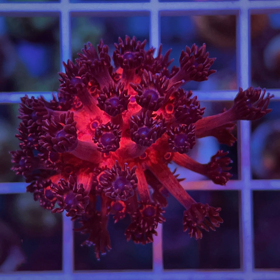 LCH Red Light District Goniopora coral at Lazy's Coral House