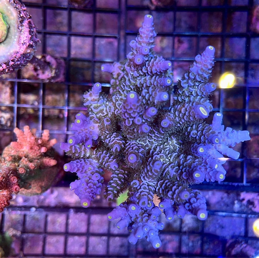 LCH Silverback Acropora coral at Lazy's Coral House