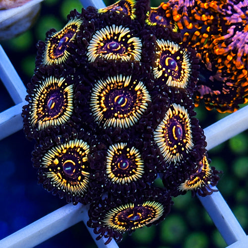 LCH Spectral Shockwaves Zoas coral at Lazy's Coral House