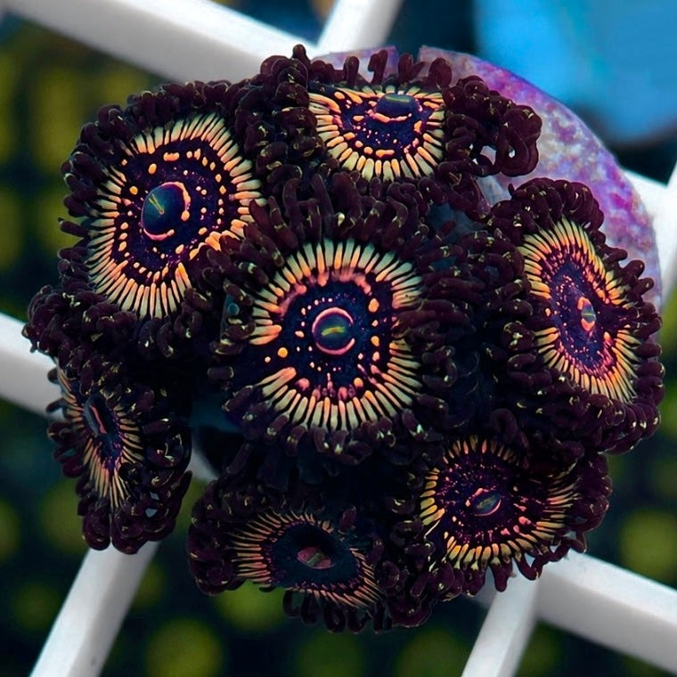LCH Spectral Shockwaves Zoas coral at Lazy's Coral House