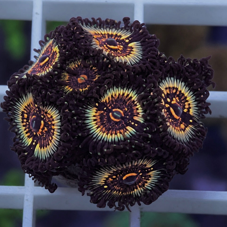 LCH Spectral Shockwaves Zoas - WYSIWYG coral at Lazy's Coral House.