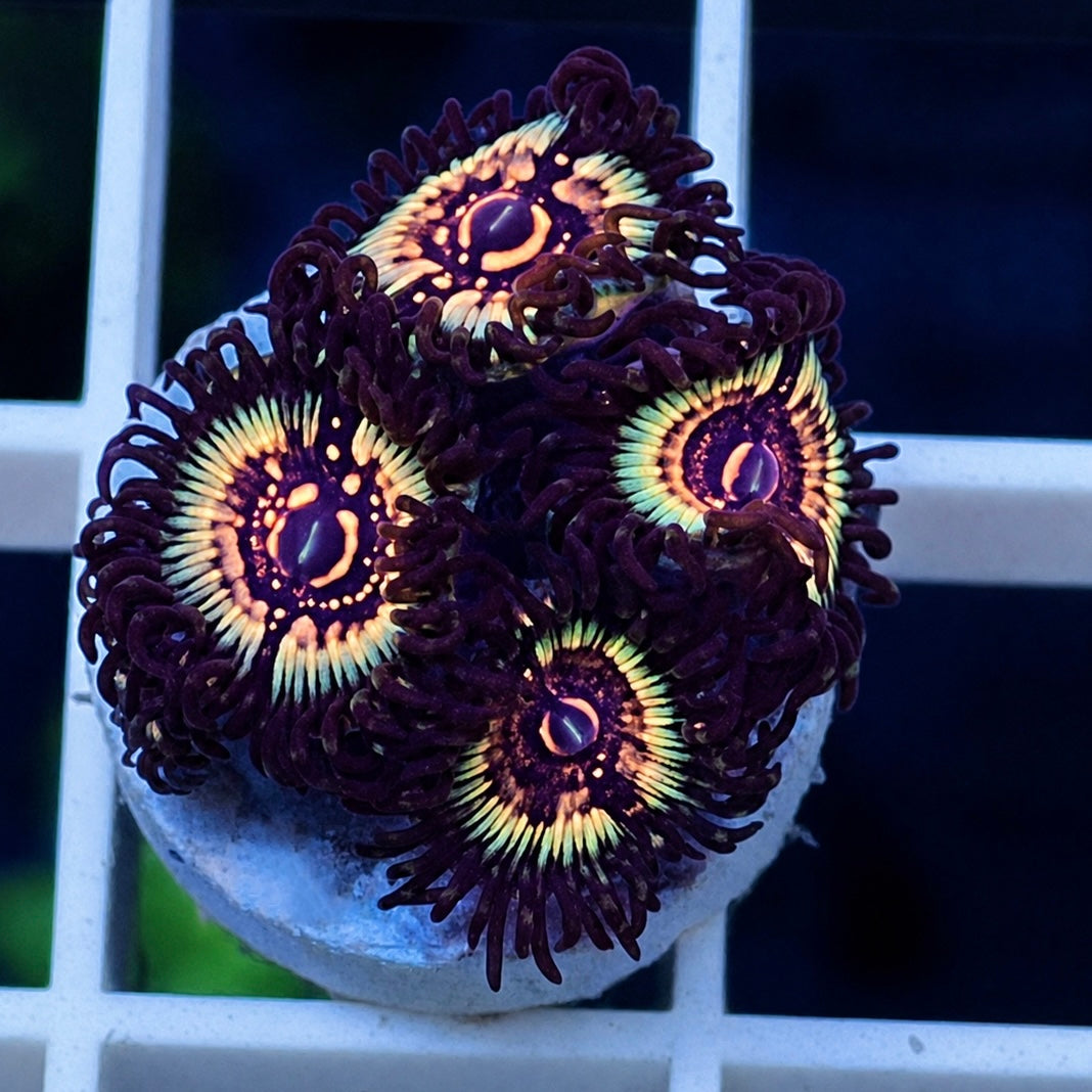 LCH Spectral Shockwaves Zoas - WYSIWYG coral at Lazy's Coral House.