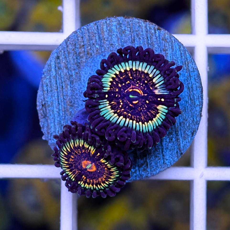 LCH Spectral Shockwaves Zoas - WYSIWYG coral at Lazy's Coral House.