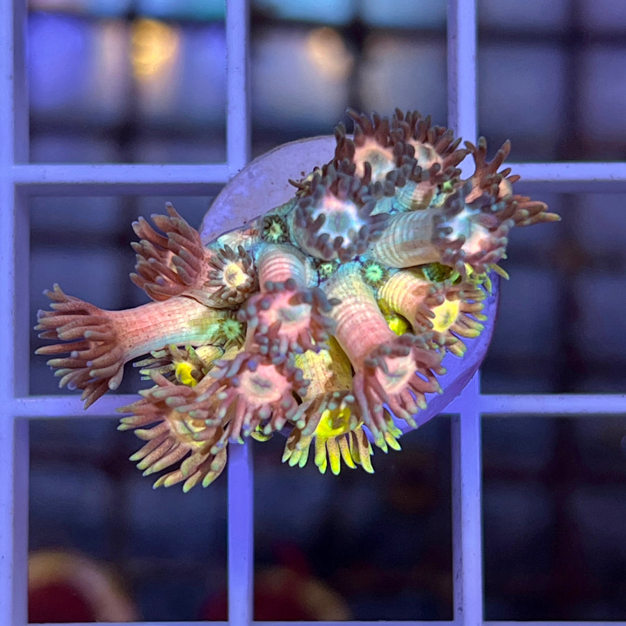 LCH Thread Ripper Goniopora coral at Lazy's Coral House