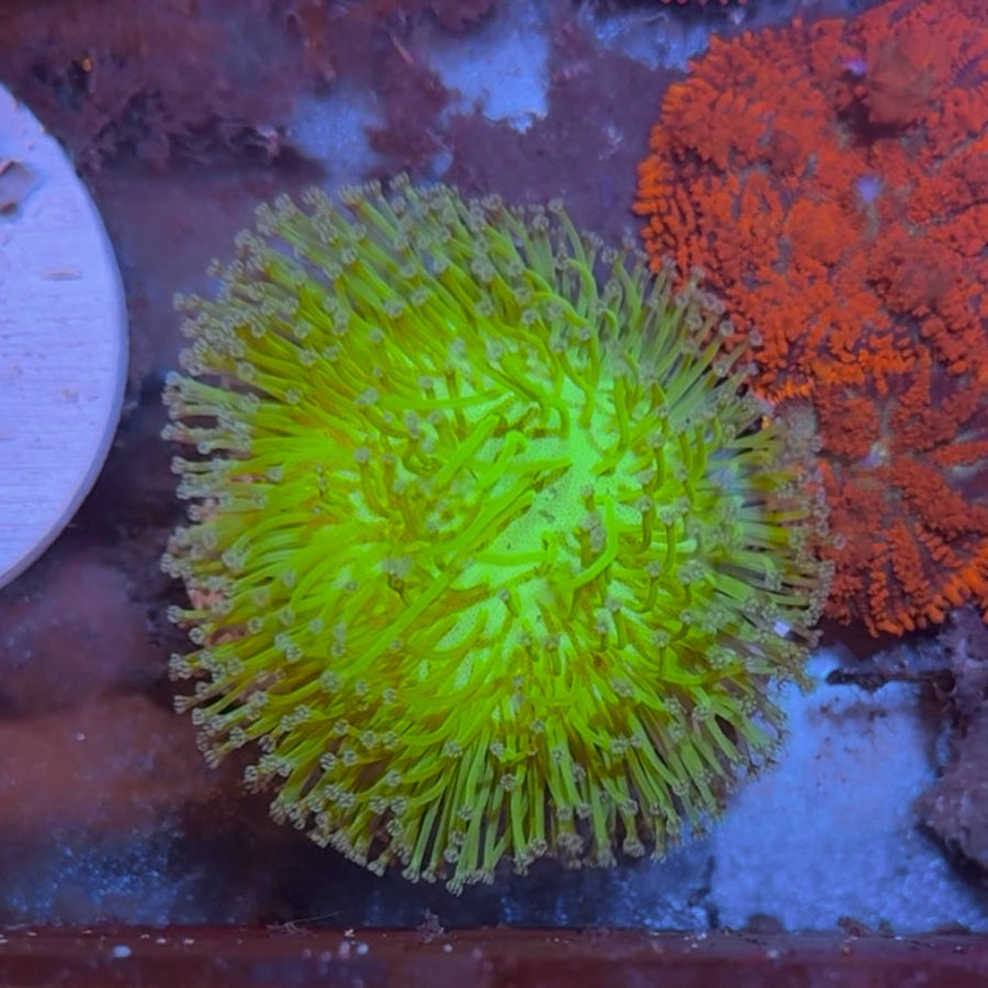 LCH Toxic Toadstool coral at Lazy's Coral House