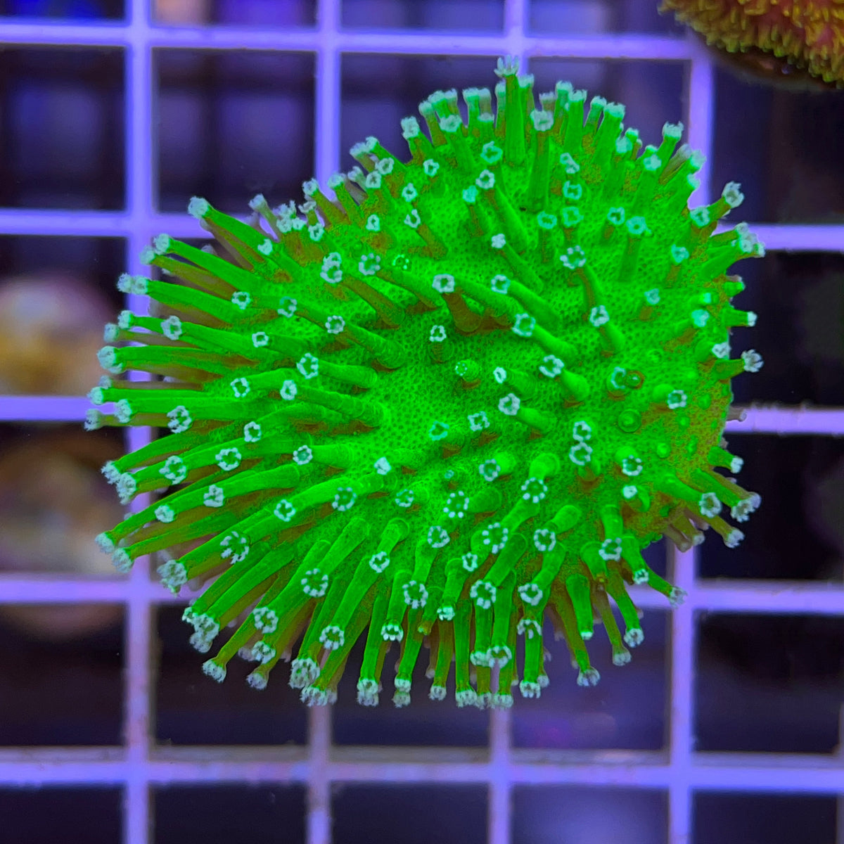 LCH Toxic Toadstool coral at Lazy's Coral House