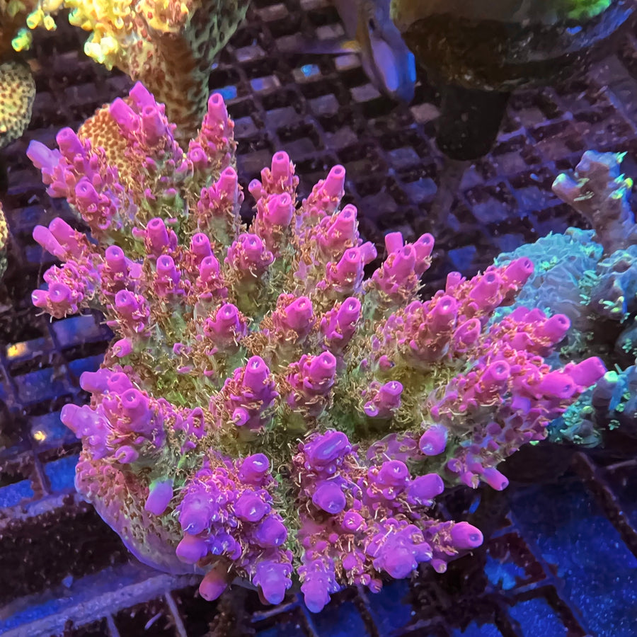 LCH True Blood Acropora coral at Lazy's Coral House