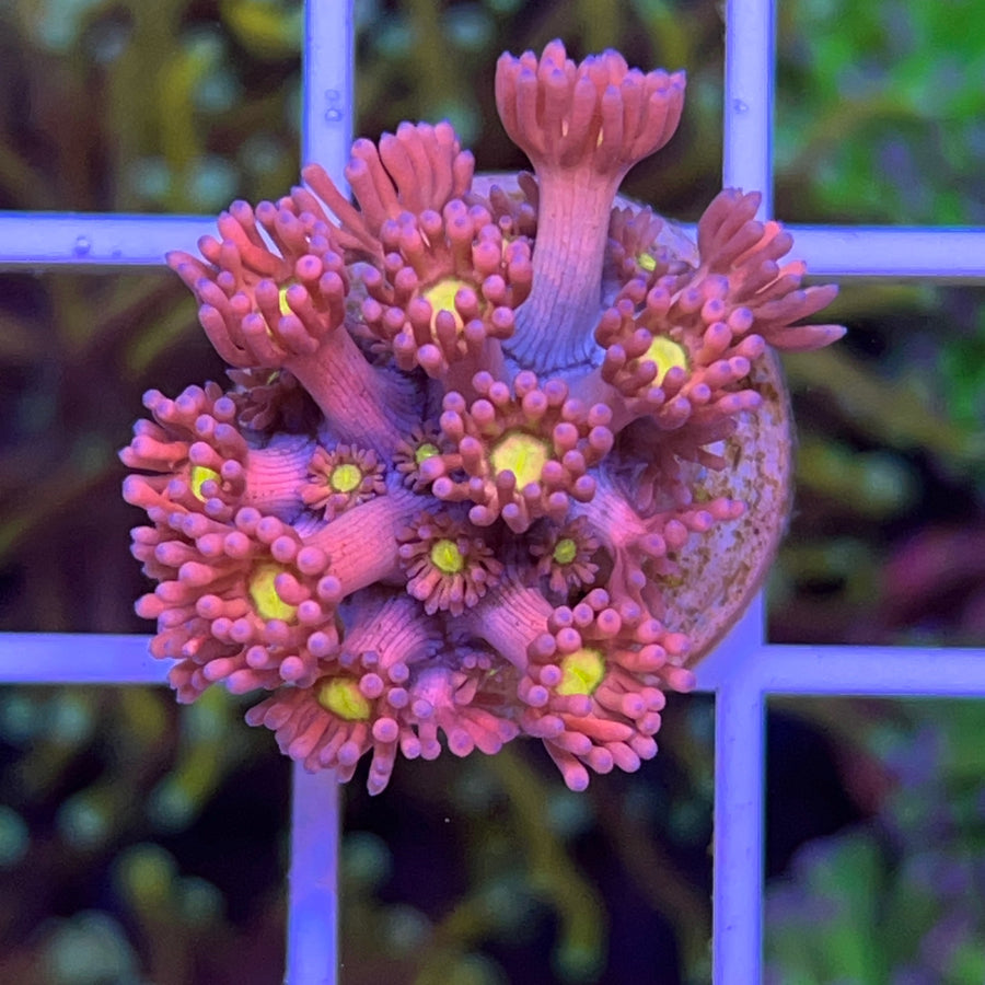 LCH Twinkle Toes Goniopora coral at Lazy's Coral House