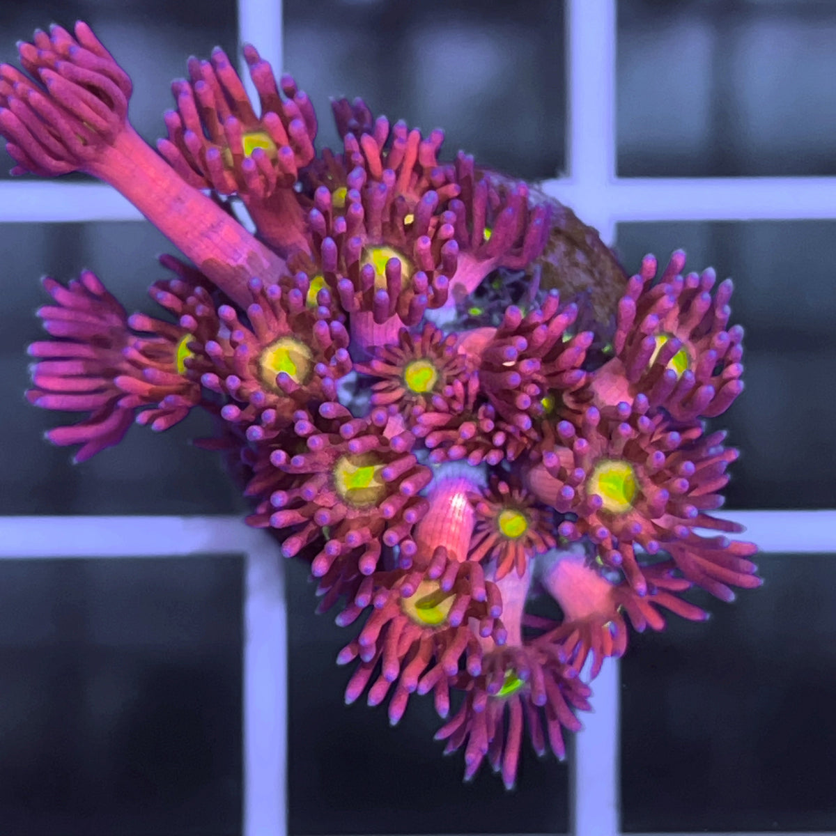 LCH Twinkle Toes Goniopora coral at Lazy's Coral House