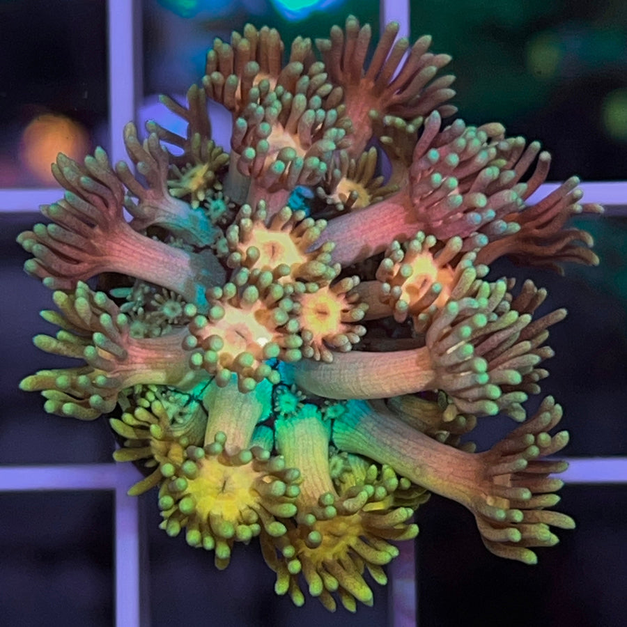 LCH Yellow Brick Road Goniopora coral at Lazy's Coral House