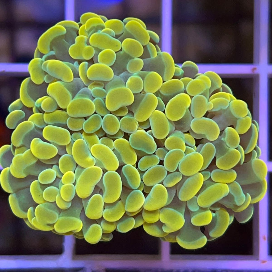 LCH Yellow Gold Branching Frammer coral at Lazy's Coral House