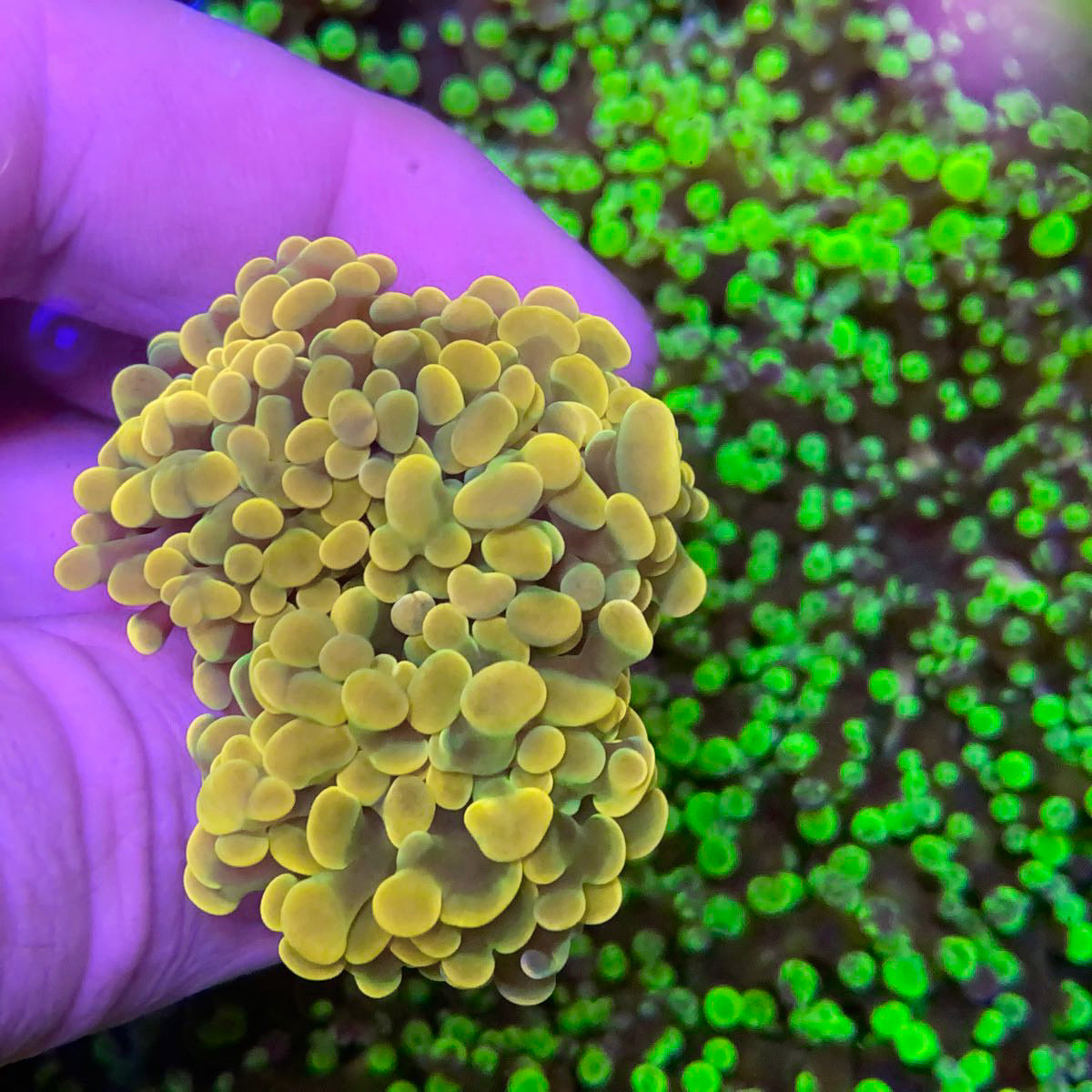 LCH Yellow Gold Branching Frammer coral at Lazy's Coral House