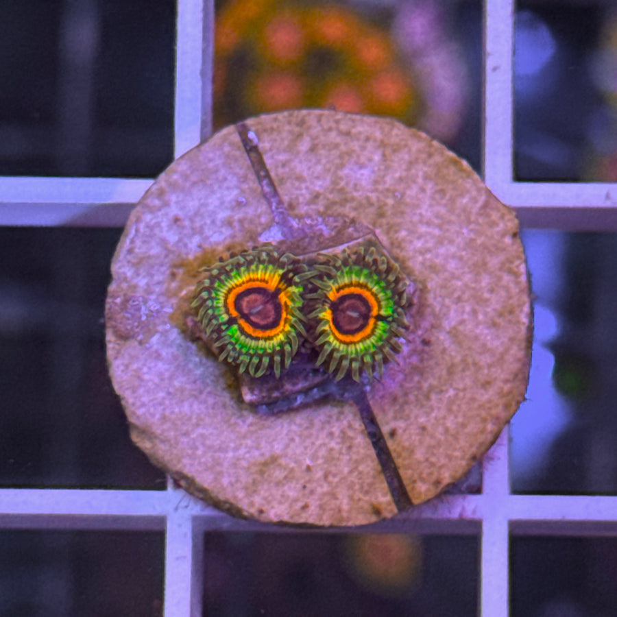Little Shop of Horrors Zoas coral at Lazy's Coral House