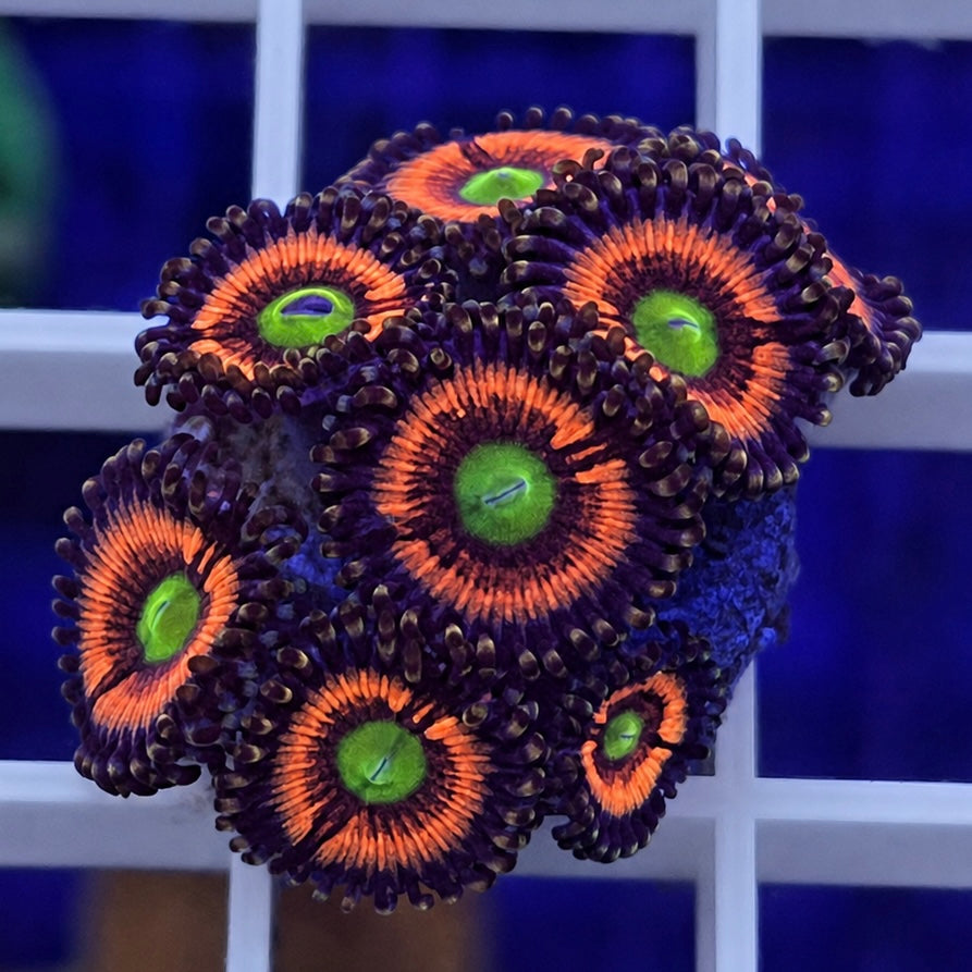 Lord of the Rings Zoas - WYSIWYG coral at Lazy's Coral House.