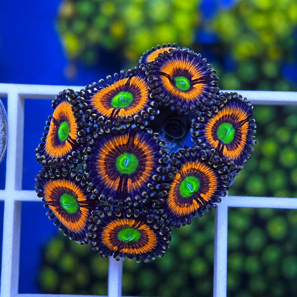 Lord of the Rings Zoas - WYSIWYG coral at Lazy's Coral House.