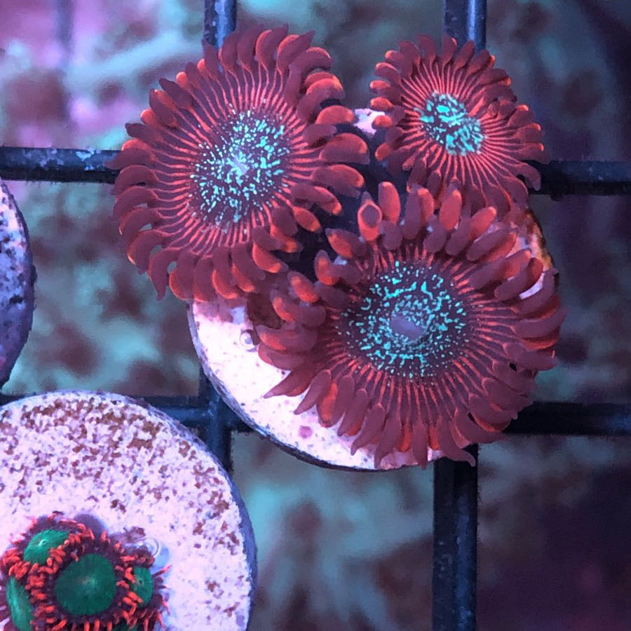 Magicians (OG) Zoas coral at Lazy's Coral House