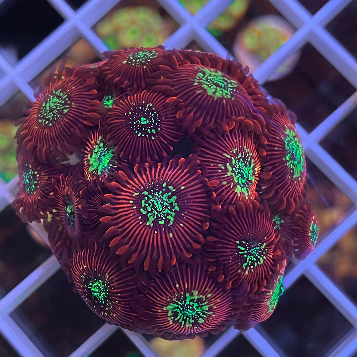 Magicians (OG) Zoas coral at Lazy's Coral House
