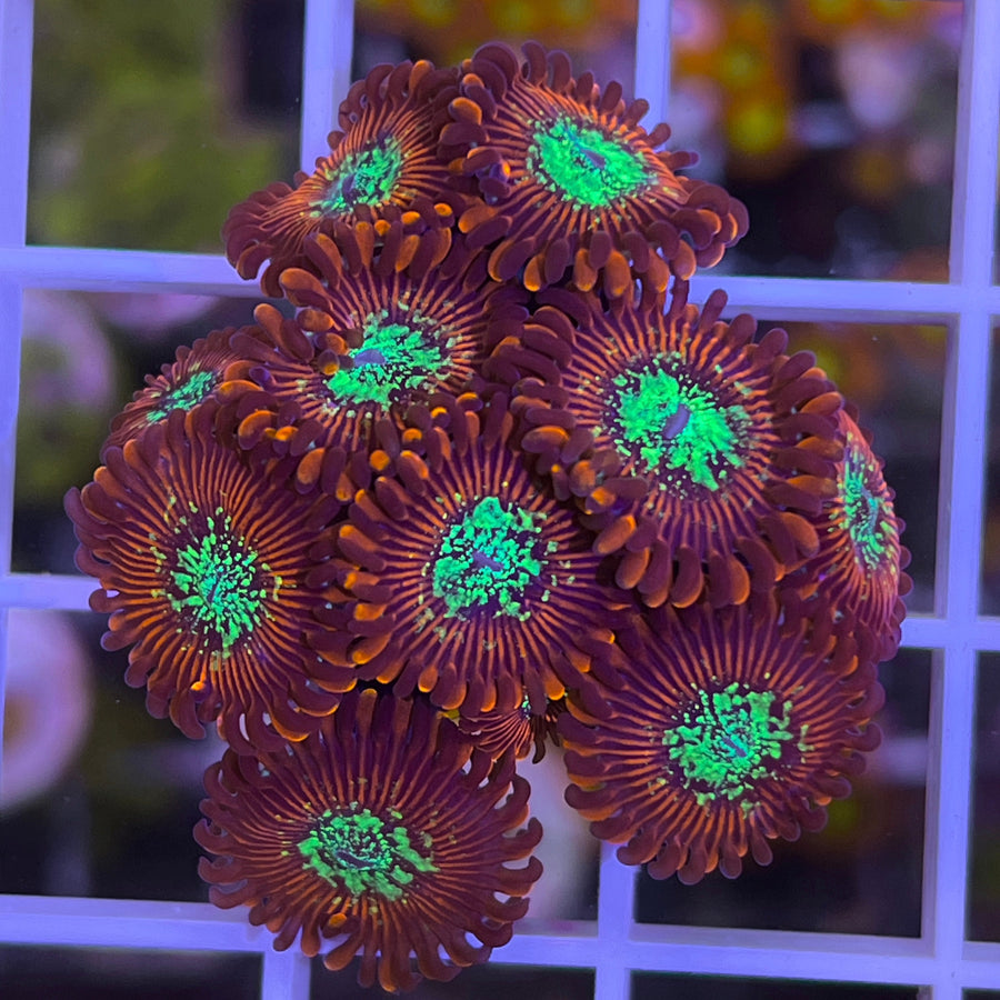 Magicians (OG) Zoas coral at Lazy's Coral House