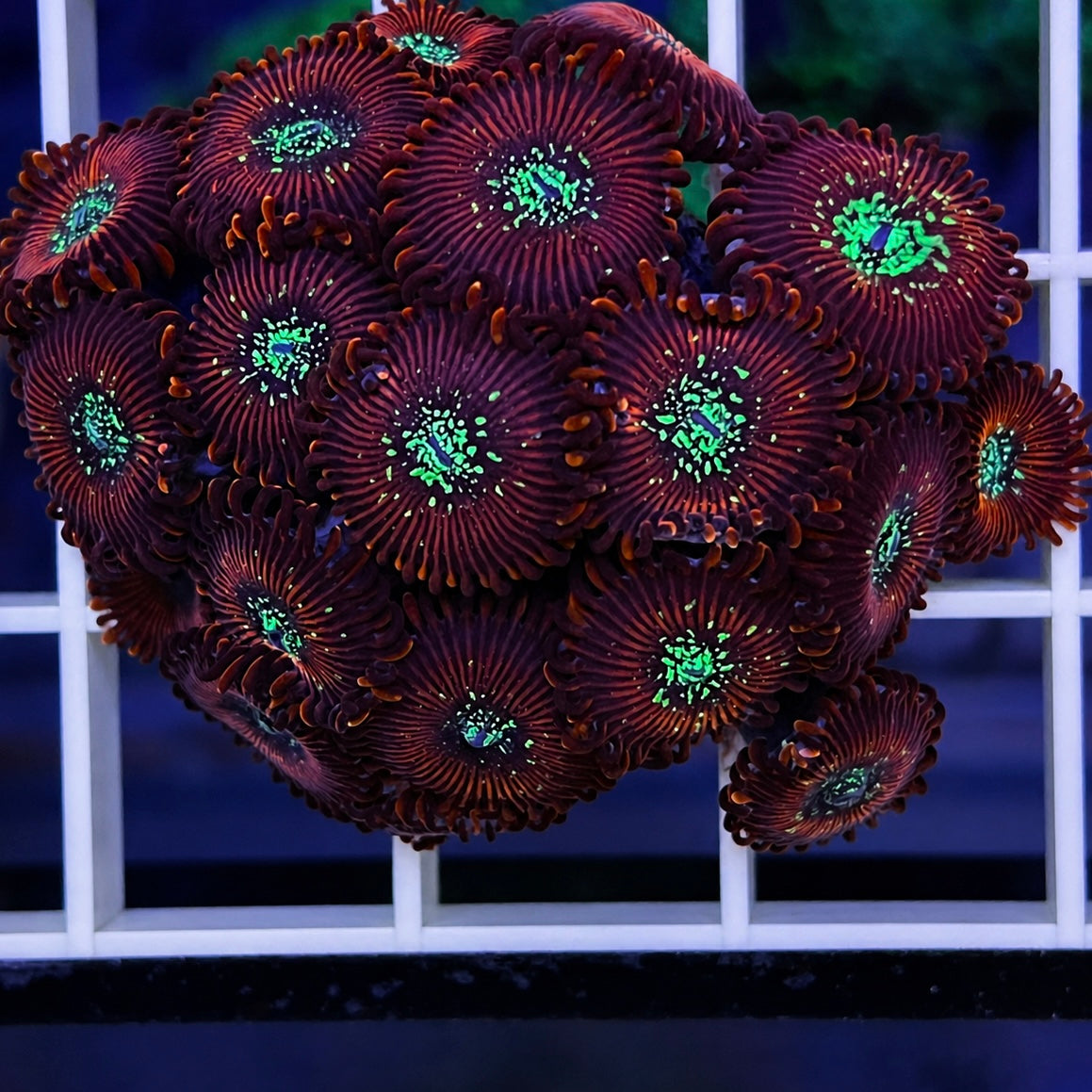 Magicians (OG) Zoas - WYSIWYG coral at Lazy's Coral House.