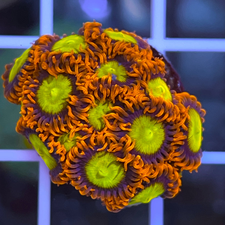 Mandarin Orange Zoas coral at Lazy's Coral House