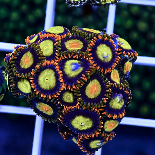 Mandarin Orange Zoas - Mix - WYSIWYG coral at Lazy's Coral House.