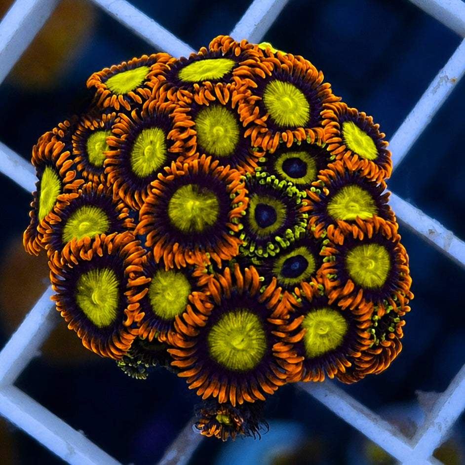 Mandarin Orange Zoas - WYSIWYG coral at Lazy's Coral House