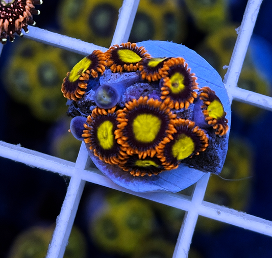 Mandarin Orange Zoas - WYSIWYG coral at Lazy's Coral House.
