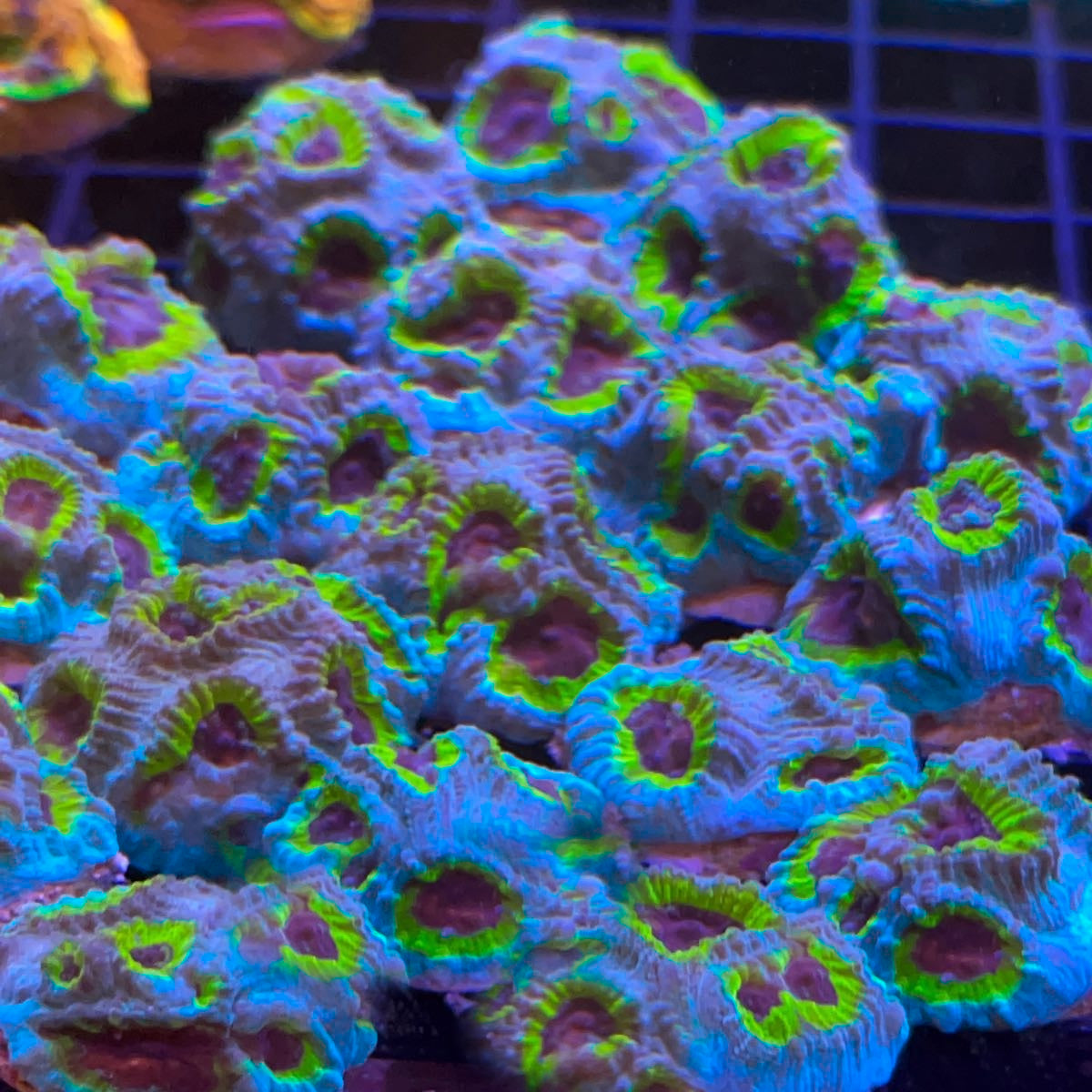 Master PPE Favia coral at Lazy's Coral House